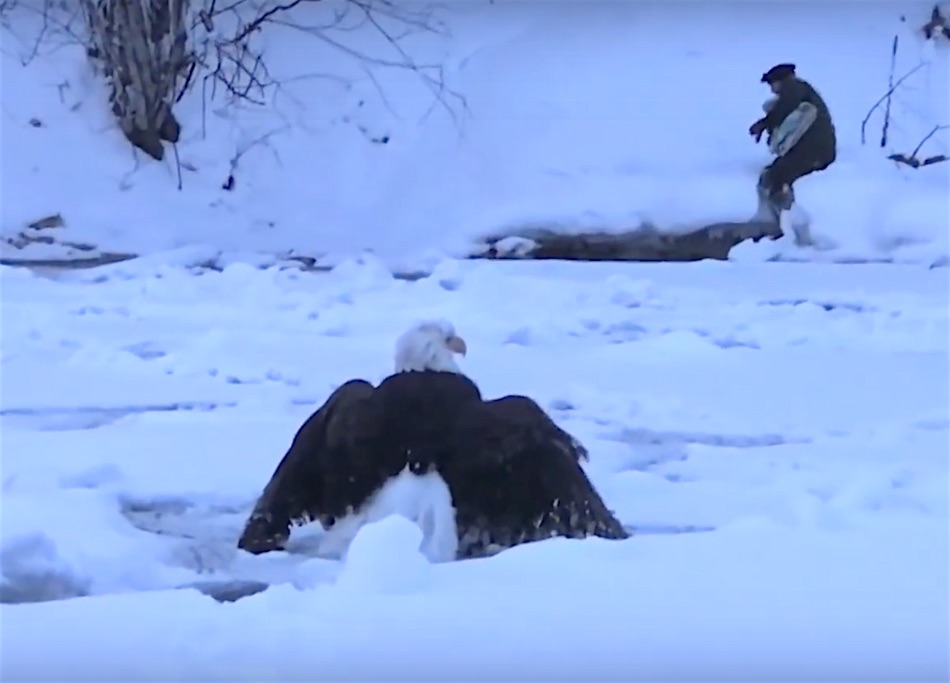 tail dragging bald eagle